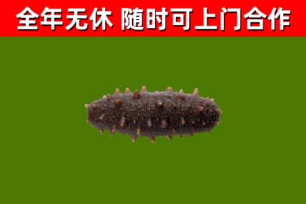 汝阳县回收海参干
